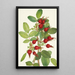 Fruit de rose de Bourgeau Rosa bourgeauiana - Mary Vaux Walcott — framed artwork on a wall