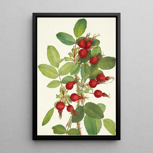 Fruit de rose de Bourgeau Rosa bourgeauiana - Mary Vaux Walcott — framed artwork on a wall