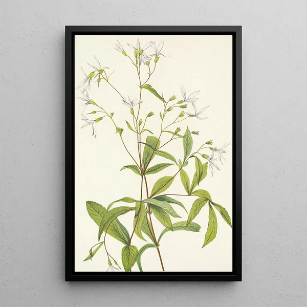Porteranthus trifolié Porteranthus trifoliatus - Mary Vaux Walcott — framed artwork on a wall