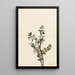 Gaylussacia brachycera Gaylussacia brachycera - Mary Vaux Walcott — framed artwork on a wall