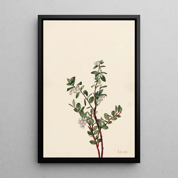 Gaylussacia brachycera Gaylussacia brachycera - Mary Vaux Walcott — framed artwork on a wall