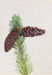 Pin aristé Pinus aristata - Mary Vaux Walcott — artwork view