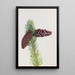 Pin aristé Pinus aristata - Mary Vaux Walcott — framed artwork on a wall