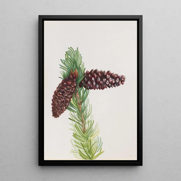 Pin aristé Pinus aristata - Mary Vaux Walcott — framed artwork on a wall
