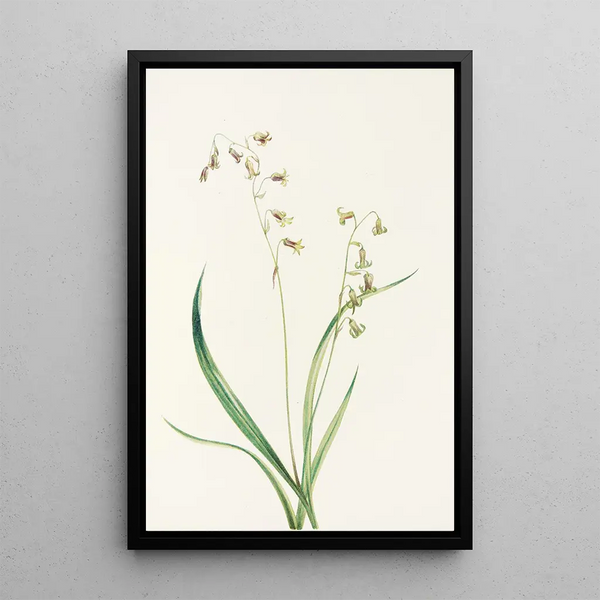 Stenanthium occidental Stenanthium occidentale - Mary Vaux Walcott — framed artwork on a wall