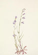 Lobélie des ruisseaux Lobelia kalmii - Mary Vaux Walcott — artwork view