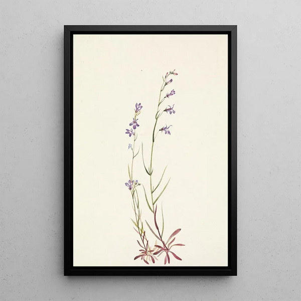 Lobélie des ruisseaux Lobelia kalmii - Mary Vaux Walcott — framed artwork on a wall