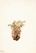 Orobanche fasciculée Orobanche fasciculata - Mary Vaux Walcott — artwork view