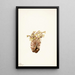 Orobanche fasciculée Orobanche fasciculata - Mary Vaux Walcott — framed artwork on a wall