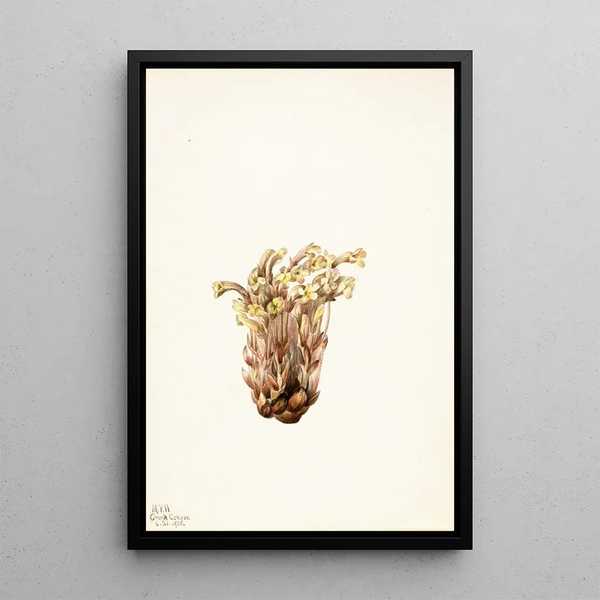 Orobanche fasciculée Orobanche fasciculata - Mary Vaux Walcott — framed artwork on a wall