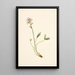 Trèfle d'eau Menyanthes trifoliata - Mary Vaux Walcott — framed artwork on a wall
