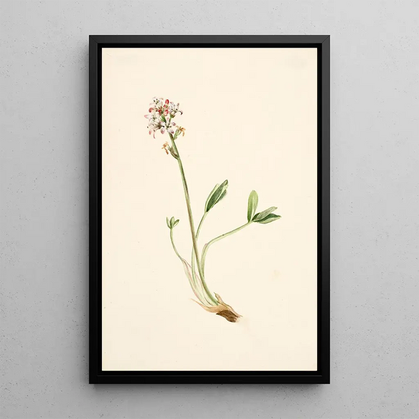 Trèfle d'eau Menyanthes trifoliata - Mary Vaux Walcott — framed artwork on a wall
