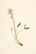 Trèfle d'eau Menyanthes trifoliata - Mary Vaux Walcott — artwork view
