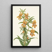Diplacus longiflorus - Mary Vaux Walcott — framed artwork on a wall