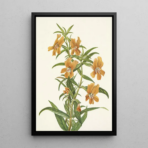Diplacus longiflorus - Mary Vaux Walcott — framed artwork on a wall