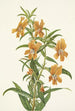 Diplacus longiflorus - Mary Vaux Walcott — artwork view