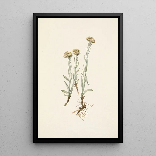 Antennaria luzuloides - Mary Vaux Walcott — framed artwork on a wall