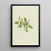 Cornouiller du Canada Cornus canadensis - Mary Vaux Walcott — framed artwork on a wall