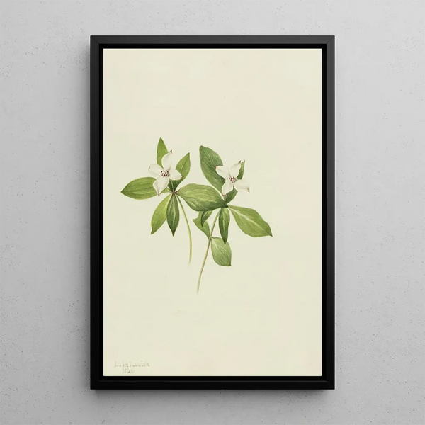 Cornouiller du Canada Cornus canadensis - Mary Vaux Walcott — framed artwork on a wall