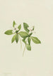 Cornouiller du Canada Cornus canadensis - Mary Vaux Walcott — artwork view