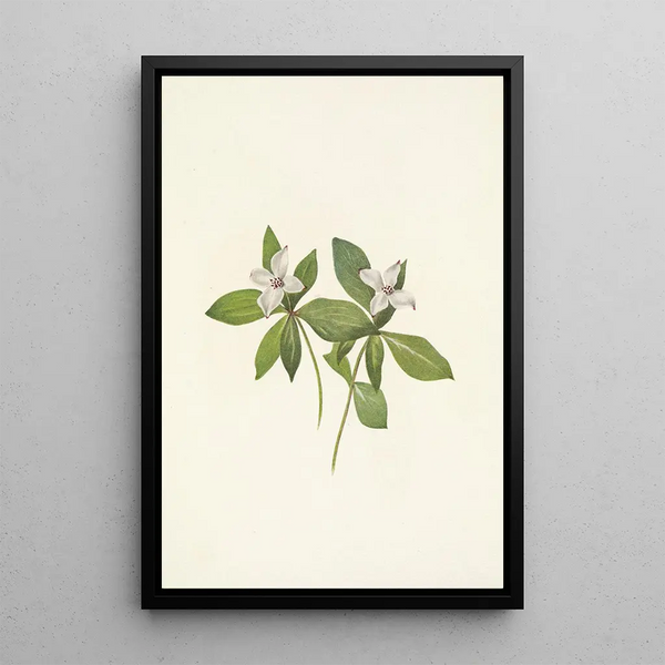 Flower of the Canadian dogwood Cornus canadensis - Mary Vaux Walcott — framed artwork on a wall