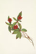 Canadian bunchberry Cornus canadensis - Mary Vaux Walcott — artwork view