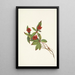Canadian bunchberry Cornus canadensis - Mary Vaux Walcott — framed artwork on a wall