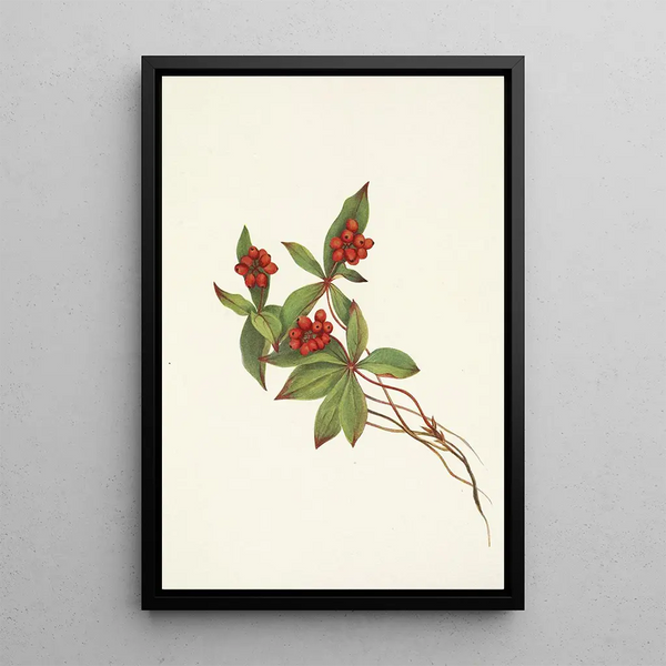 Canadian bunchberry Cornus canadensis - Mary Vaux Walcott — framed artwork on a wall
