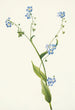 Lappula diffusa - Mary Vaux Walcott — artwork view
