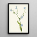 Lappula diffusa - Mary Vaux Walcott — framed artwork on a wall