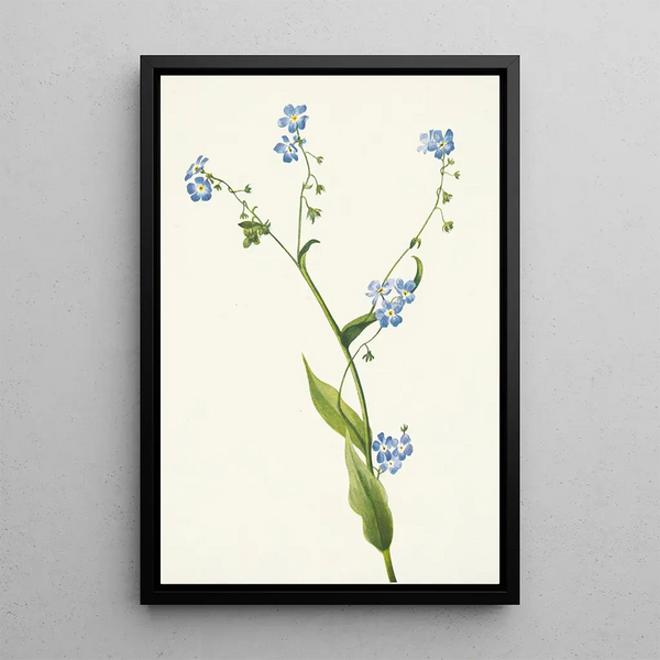 Lappula diffusa - Mary Vaux Walcott — framed artwork on a wall