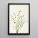 Astragale de Bourgeau Astragalus bourgovii - Mary Vaux Walcott — framed artwork on a wall