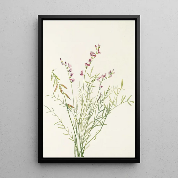 Astragale de Bourgeau Astragalus bourgovii - Mary Vaux Walcott — framed artwork on a wall