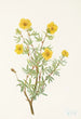Potentilla arbustive Potentilia fruticosa - Mary Vaux Walcott — artwork view