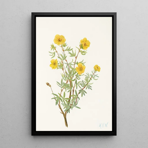 Potentilla arbustive Potentilia fruticosa - Mary Vaux Walcott — framed artwork on a wall