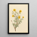 Potentilla arbustive Potentilla fruticosa - Mary Vaux Walcott — framed artwork on a wall