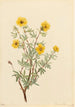 Potentilla arbustive Potentilla fruticosa - Mary Vaux Walcott — artwork view
