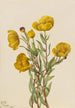 Dendromecon rigide Dendromecon rigidum - Mary Vaux Walcott — artwork view