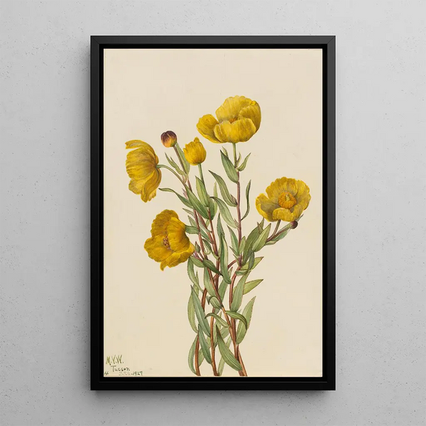 Dendromecon rigide Dendromecon rigidum - Mary Vaux Walcott — framed artwork on a wall