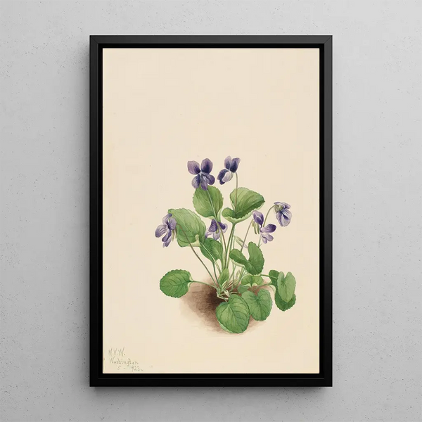 Violette papillon Viola papilionacea - Mary Vaux Walcott — framed artwork on a wall