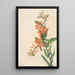 Asclépiade tubéreuse Ascelpias tuberosa - Mary Vaux Walcott — framed artwork on a wall