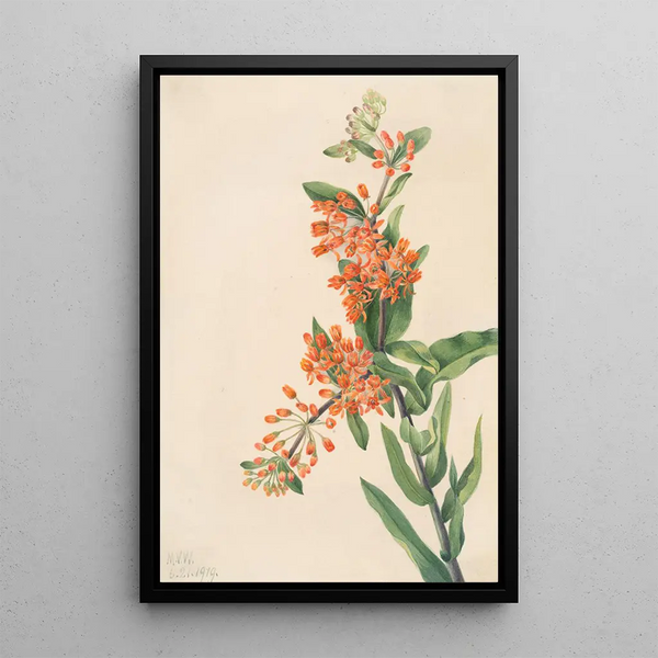 Asclépiade tubéreuse Ascelpias tuberosa - Mary Vaux Walcott — framed artwork on a wall