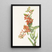 Asclépiade tubéreuse Asclepias tuberosa - Mary Vaux Walcott — framed artwork on a wall