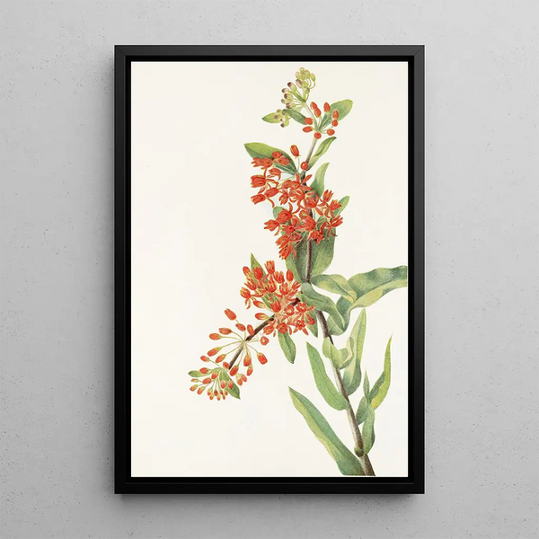 Asclépiade tubéreuse Asclepias tuberosa - Mary Vaux Walcott — framed artwork on a wall