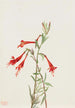 California Fuchsia Painting Zauschneria californica - Mary Vaux Walcott — artwork view