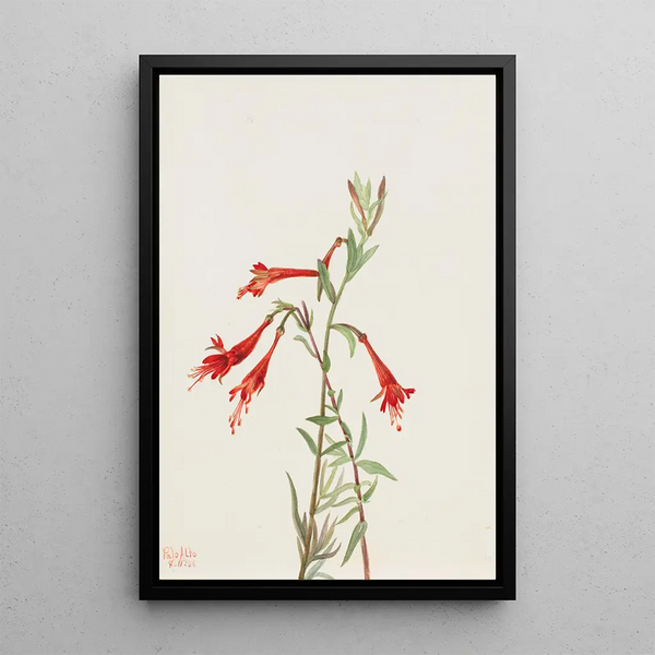 California Fuchsia Painting Zauschneria californica - Mary Vaux Walcott — framed artwork on a wall
