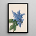 California Lilac Painting Ceanothus thyrsiflorus - Mary Vaux Walcott — framed artwork on a wall