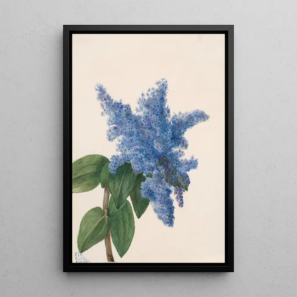 California Lilac Painting Ceanothus thyrsiflorus - Mary Vaux Walcott — framed artwork on a wall