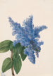 California Lilac Painting Ceanothus thyrsiflorus - Mary Vaux Walcott — artwork view