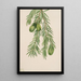 If of California Tumion californicum - Mary Vaux Walcott — framed artwork on a wall